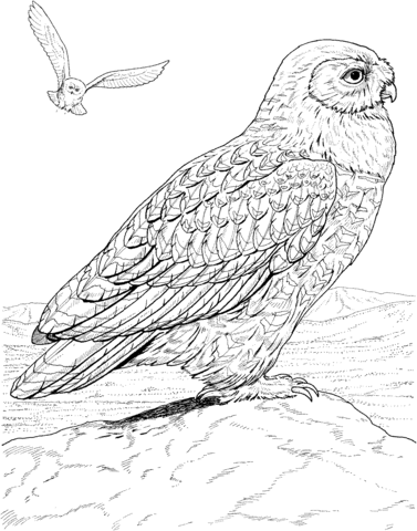 Hawk Owl Coloring Page